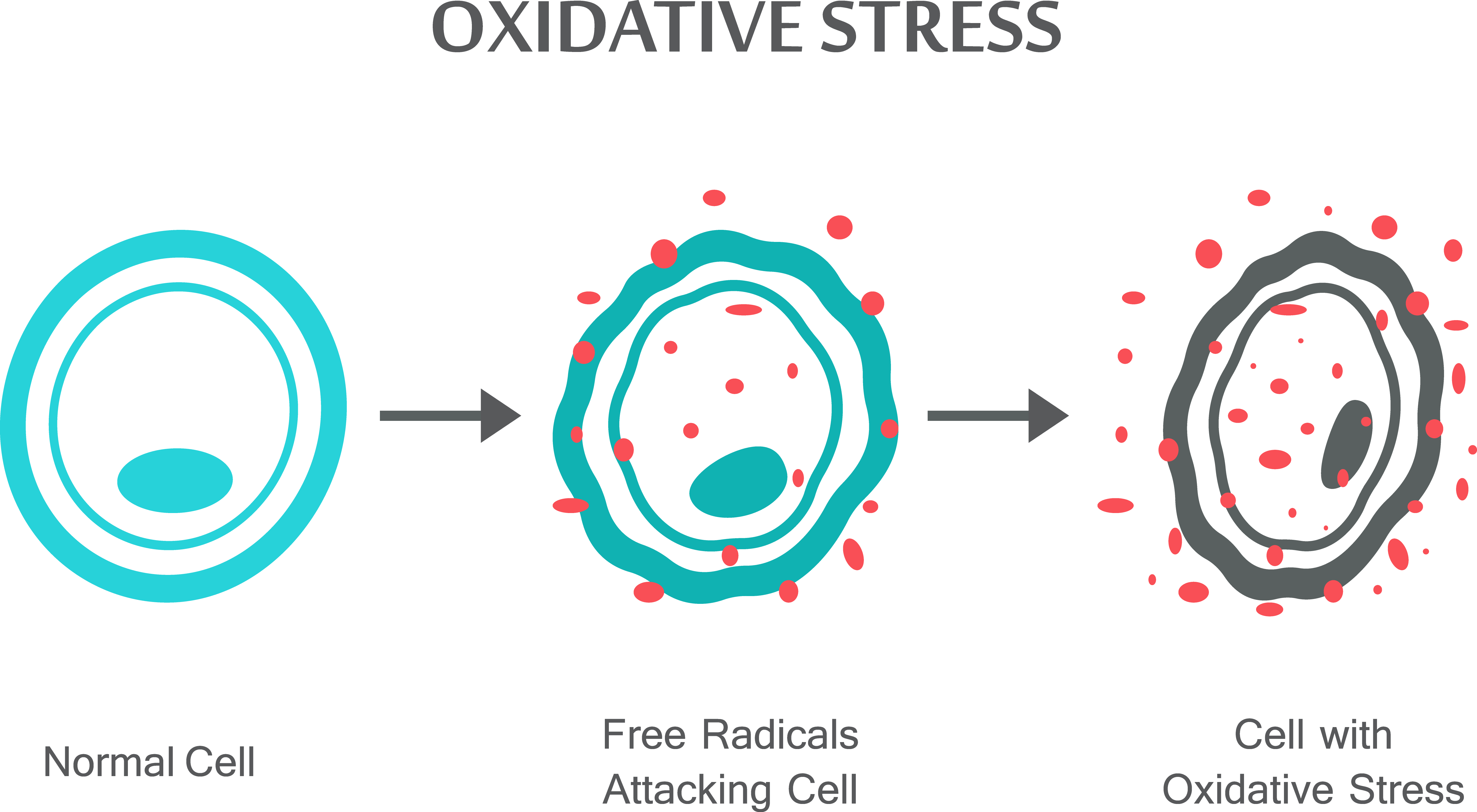 Cell Oxidative Stress